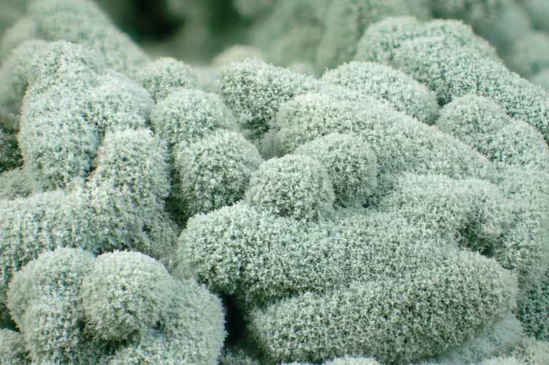 Микроснимок, показывающий светло-зеленые грибы Trichoderma.