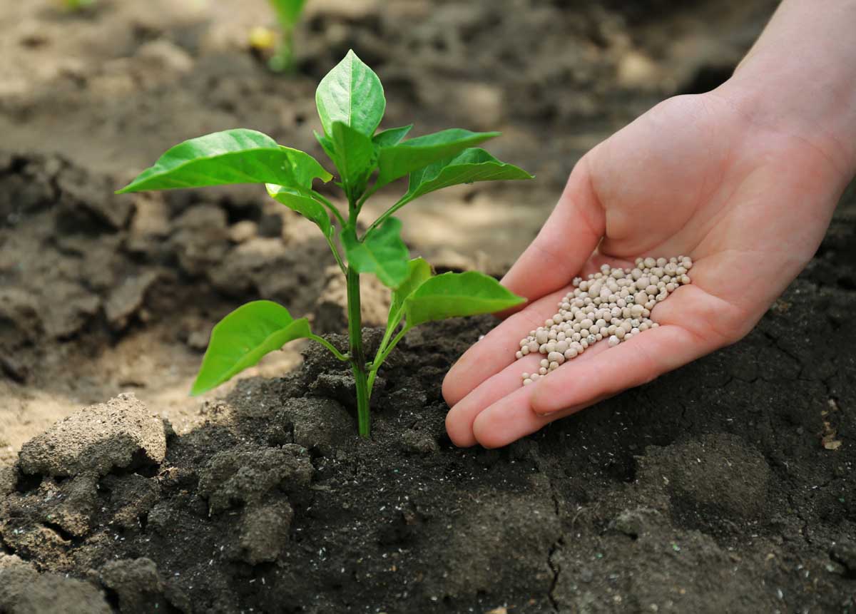 Крупный план руки справа от кадра, вносящей гранулированное удобрение в почву вокруг растения перца.