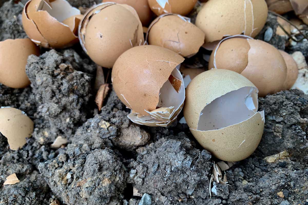 Крупный план кучи скорлупы от разбитых яиц на поверхности почвы.