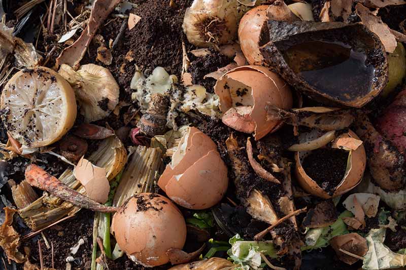 Крупный план гниющих пищевых отходов на компостной куче с темной почвой на заднем плане.