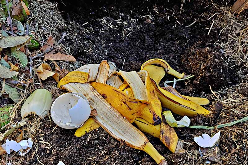 Крупный план компостной кучи с различными бытовыми пищевыми отходами, включая кожуру бананов, на фоне мягкого фокуса.