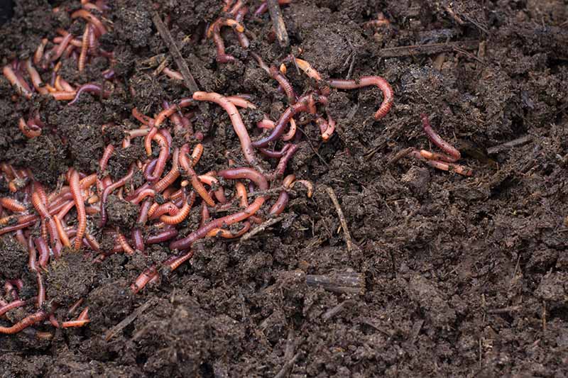 Крупный план коллекции дождевых червей в темной богатой компостированной садовой почве.