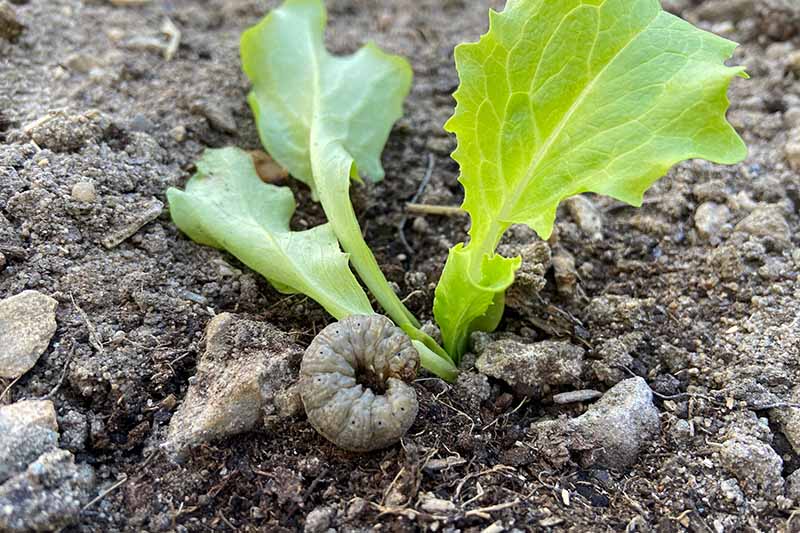 Крупный план вредителя-личинки у основания растения салата, который зарывается и повреждает растение, на фоне мягкого фокуса.