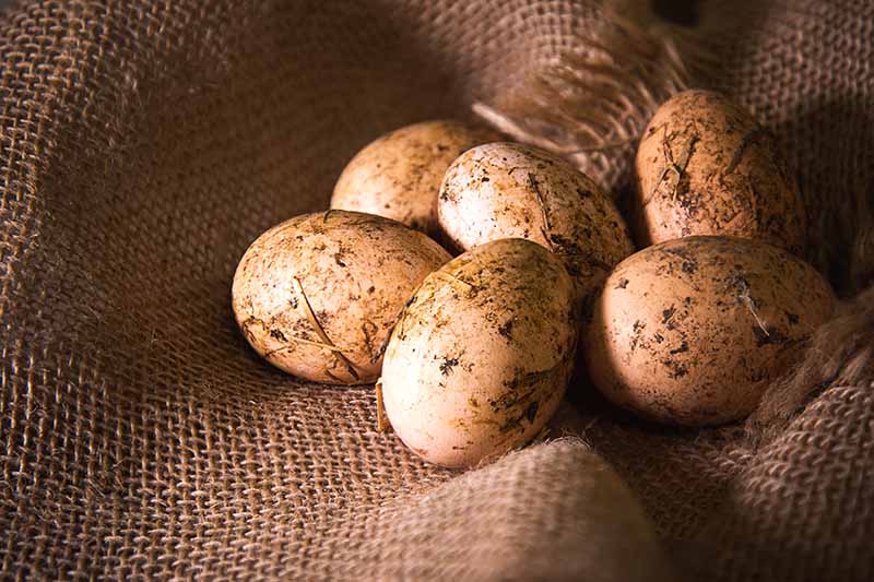 Крупный план мешковины со свежесобранными яйцами от кур на заднем дворе, все еще с грязью снаружи, на мягком фоне.
