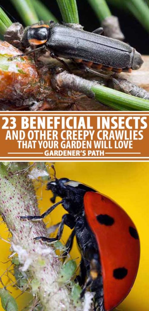 Коллаж из фотографий различных видов полезных насекомых в саду.