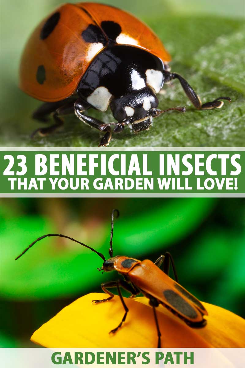 Два макроснимка полезных насекомых в виде коллажа, включая божью коровку и жука-убийцу.
