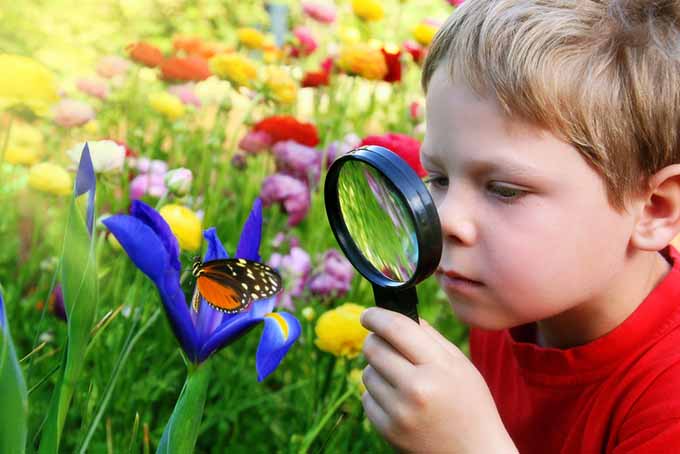 Полезные насекомые Мальчик с увеличительным стеклом и бабочкой |  GardenersPath.com