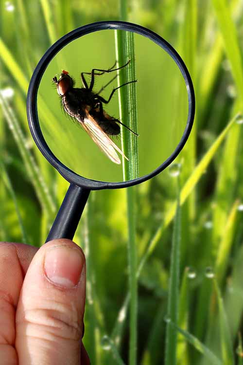 Знаете ли вы, что вы можете привлечь полезных насекомых в свой двор, чтобы помочь сохранить ваши сады здоровыми?  Узнайте, как это сделать, из этой информативной статьи: https://gardenerspath.com/how-to/disease-and-pests/beneficial-insects/