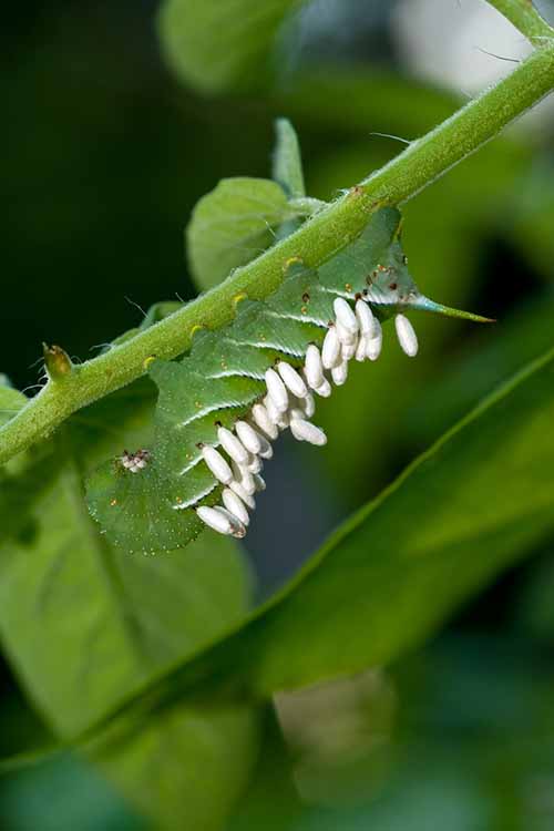 Вы когда-нибудь задумывались о насекомых в вашем саду?  Многие из них полезны и помогают поддерживать здоровую среду для ваших растений.  Узнайте, как здесь: https://gardenerspath.com/how-to/disease-and-pests/beneficial-insects/