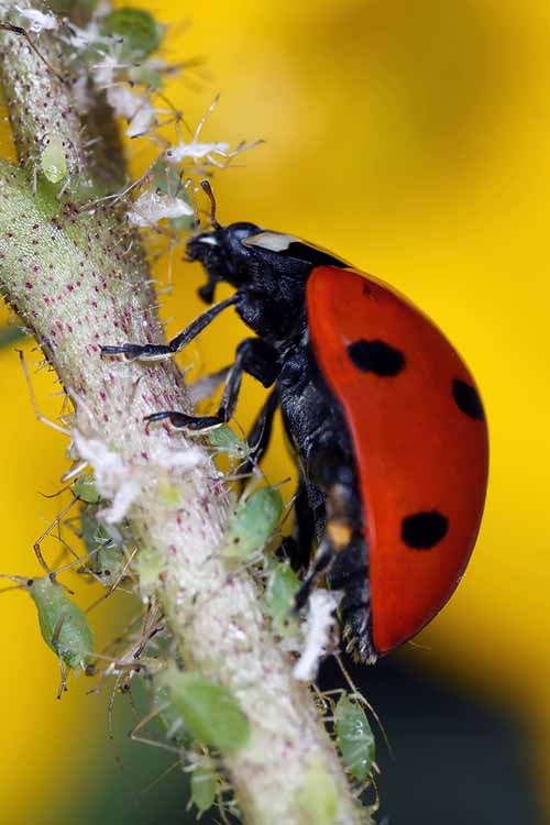 Не прихлопните еще одну муху, пока не прочитаете эту информативную статью от Gardener's Path о полезных насекомых и о том, как они помогают поддерживать здоровье вашего сада: https://gardenerspath.com/how-to/disease-and-pests/beneficial-insects / 