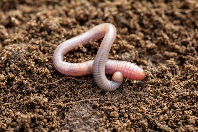 червь в почве |  GardenersPath.com