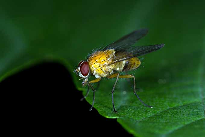 Полезная тахиновая муха |  GardenersPath.com