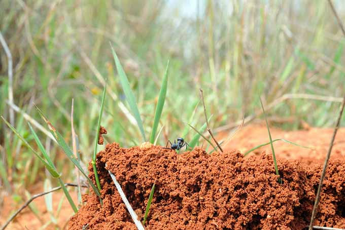 Полезный муравей на муравейнике |  GardenersPath.com