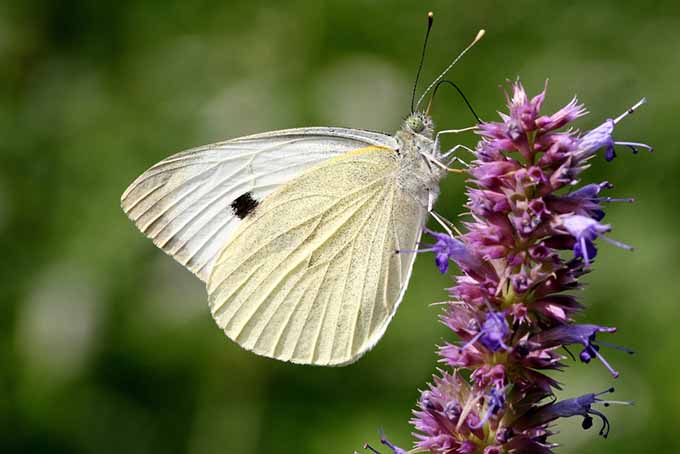 Полезные насекомые Капустная бабочка на фиолетовых цветках |  GardenersPath.com