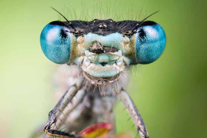 Полезное лицо насекомых крупным планом |  GardenersPath.com