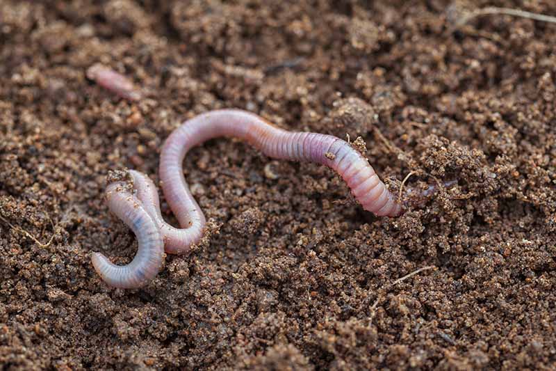 Крупным планом горизонтальное изображение дождевого червя в богатой почве.