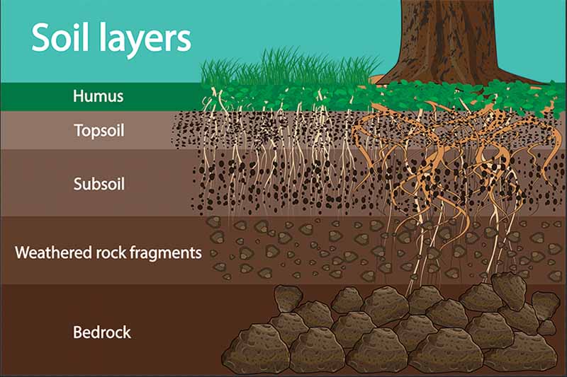 Горизонтальное изображение крупным планом иллюстрации, показывающей различные уровни структуры почвы и их связь с корнями растений.