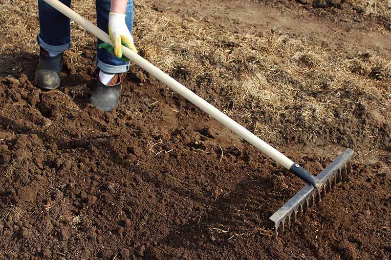Горизонтальное изображение садовника слева от кадра, использующего грабли для выравнивания почвы в саду.