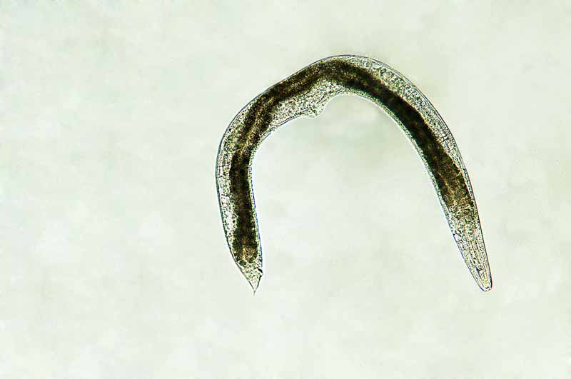 Горизонтальное изображение микроскопической полезной наземной нематоды крупным планом.