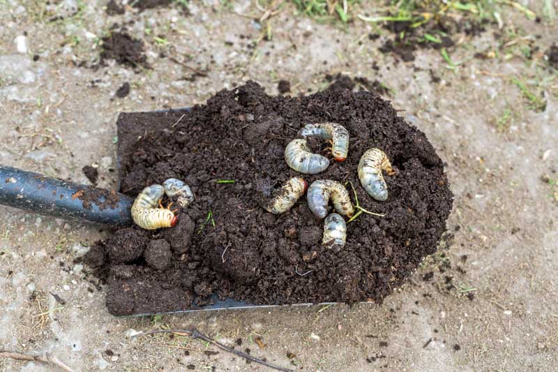 Совок садовой земли, показывающий мертвых личинок жуков, убитых нематодами.