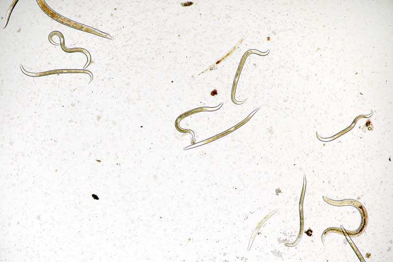 Горизонтальный вид сверху вниз на изображение скопления микроскопических наземных нематод.