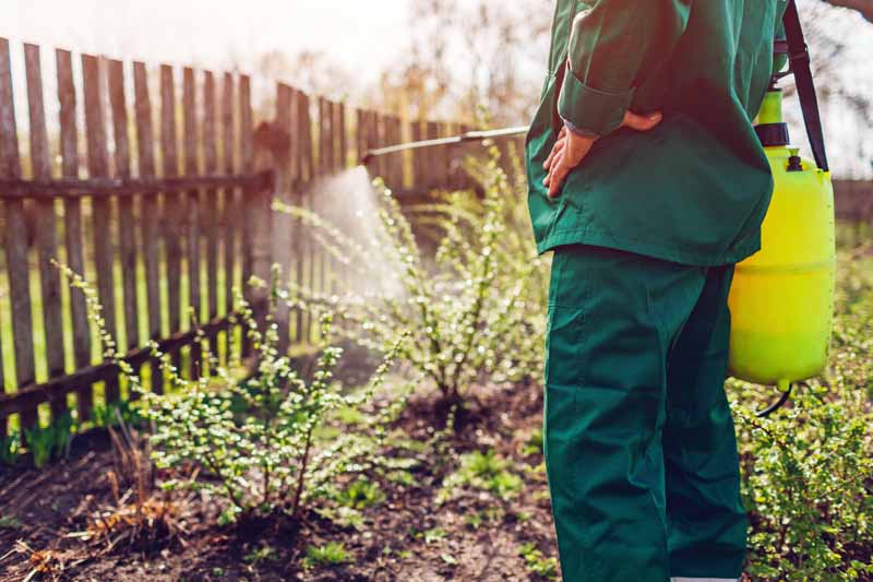 Горизонтальное изображение садовника, использующего ранцевый опрыскиватель для борьбы с вредителями в саду.