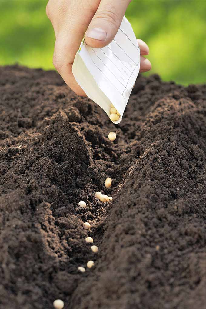 Ряд сложенной черной земли с рукой, держащей пакетик с белыми семенами и разбрасывающей круглые бежевые семена в канавку.