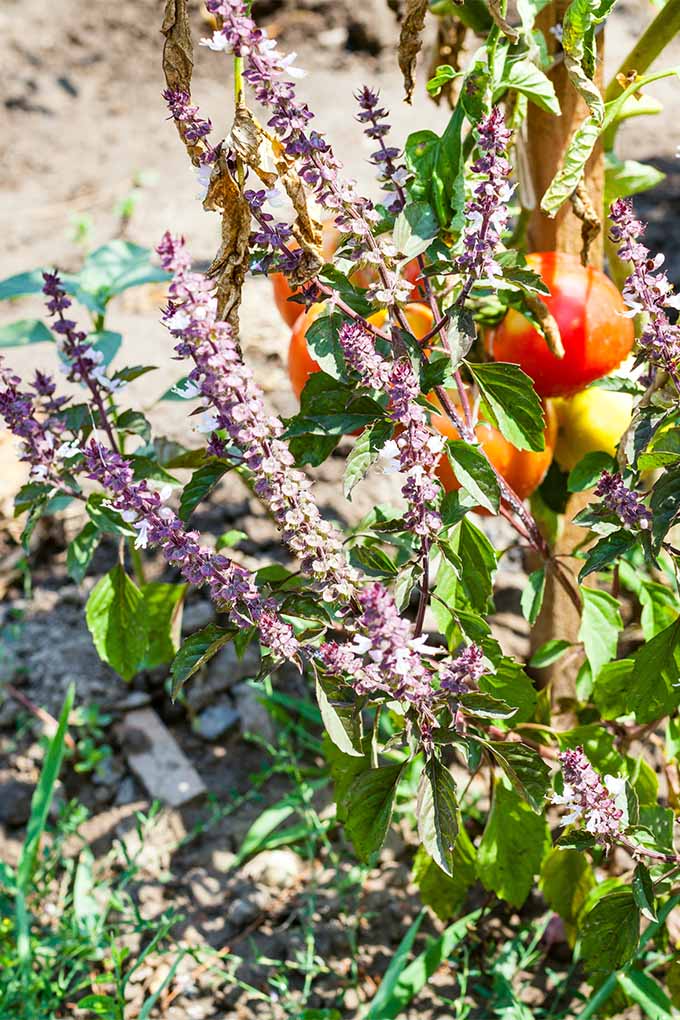Фиолетовый цветущий базилик и вьющиеся помидоры вместе посажены в саду.