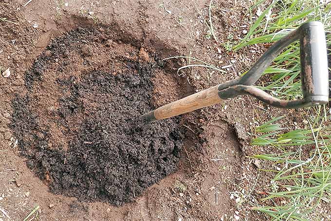 В коричнево-красной почве выкапывают яму с помощью воткнутой в нее лопаты и подмешивают в нее темно-коричневый компост.