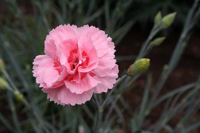 Крупный план ярко-розового и красного цветка диантуса на фоне мягкого фокуса.