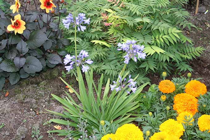 Сцена в саду с Agapanthus 'Lilliput' и его нежными сиреневыми цветами, растущими среди других цветов и декоративных кустарников.