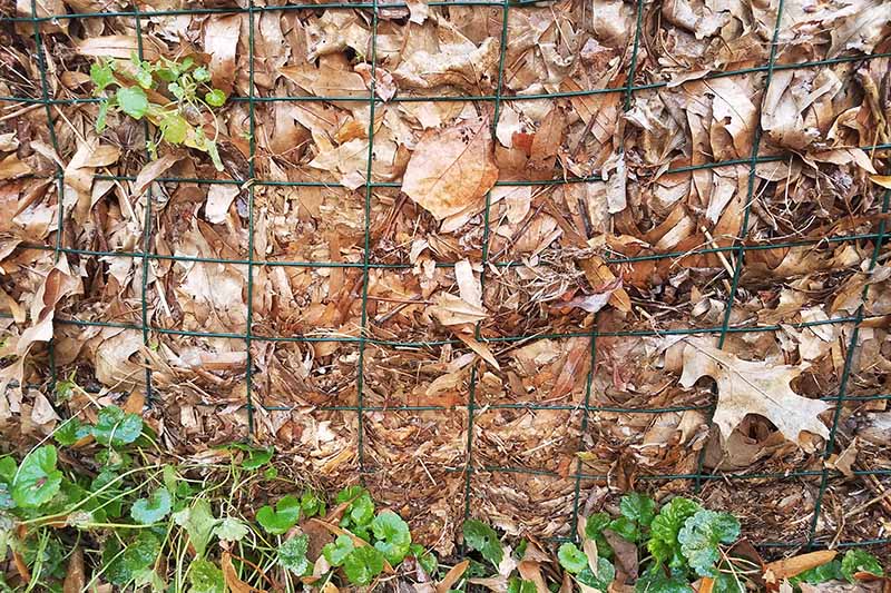 Крупным планом горизонтальное изображение кучи компоста с высушенными осенними листьями за проволочным забором.