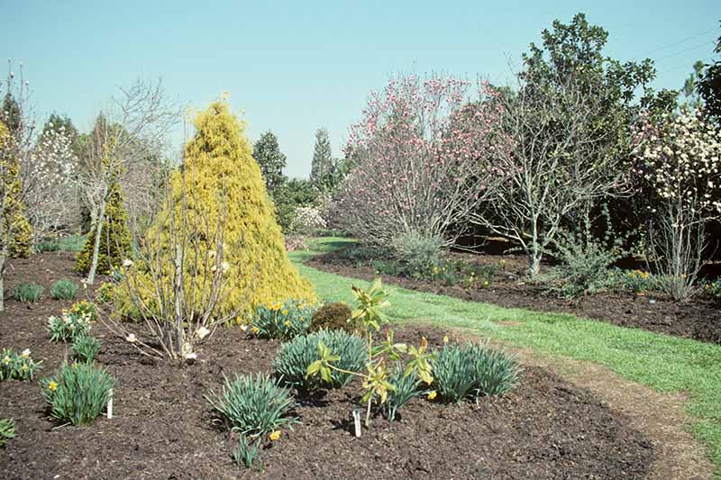 Горизонтальное изображение границы сада с различными многолетними растениями, посаженными и замульчированными листовой плесенью, на фоне голубого неба.