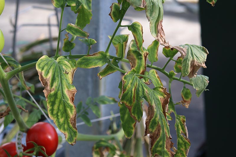 Крупный план листвы больного помидора с коричневыми, увядающими листьями, с домом в мягком фокусе на заднем плане.