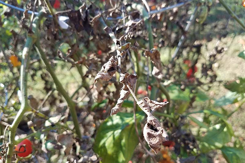 Крупный план виноградных лоз с мертвыми, сохнущими листьями, изображенными в ярком солнечном свете на фоне мягкого фокуса.