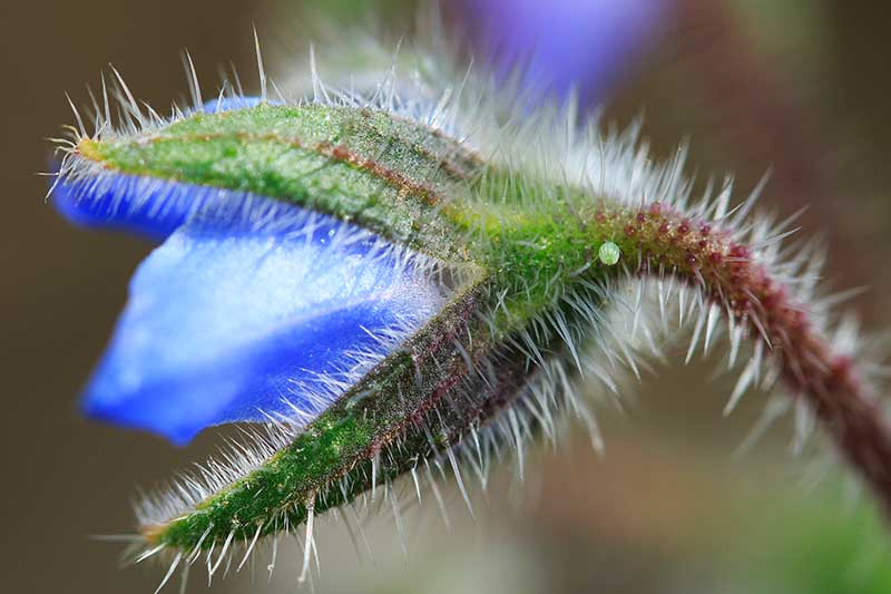 Крупный план ярко-синего цветка бораго лекарственного, показывающего, что он вот-вот раскроется, на мягком фоне.