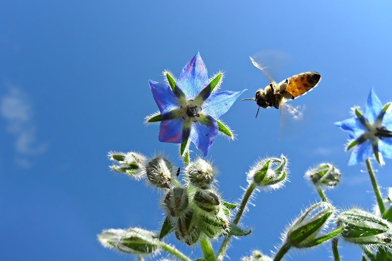 Крупный план ярко-синего цветка бораго лекарственного с приближающейся к нему пчелой на фоне голубого неба, изображенного в ярком солнечном свете.