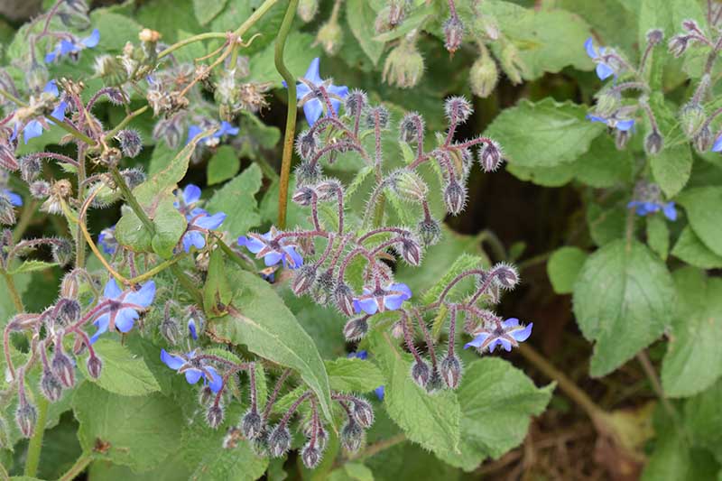 Крупный план нежных голубых цветков бораго лекарственного в окружении листвы на мягком фоне.