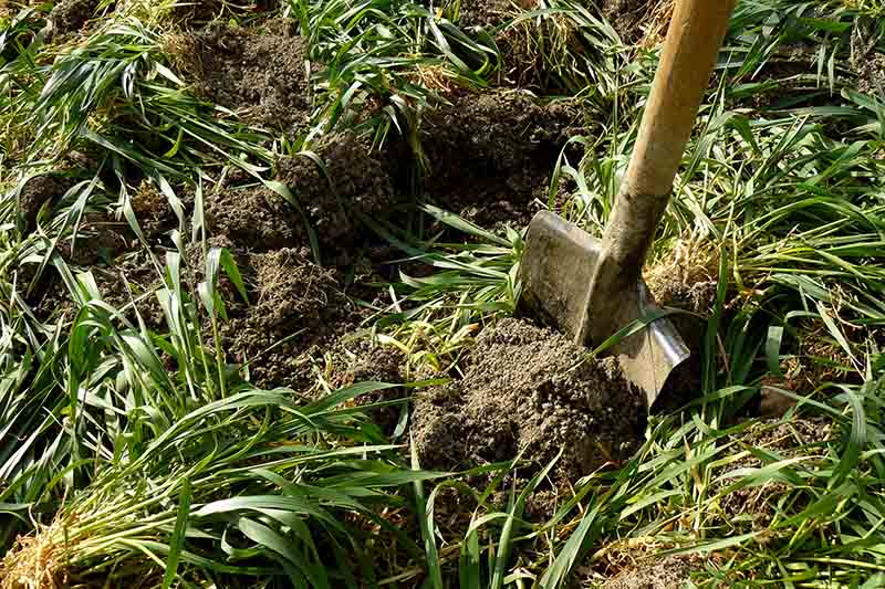 Крупный план лопаты, копающей растения в почву для использования в качестве зеленого удобрения.