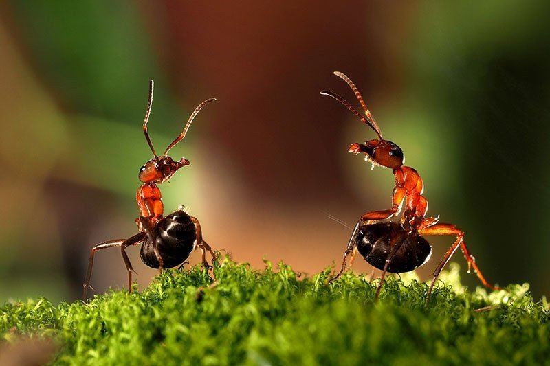 Крупный план двух муравьев на зеленой поверхности при ярком свете на фоне мягкого фокуса.