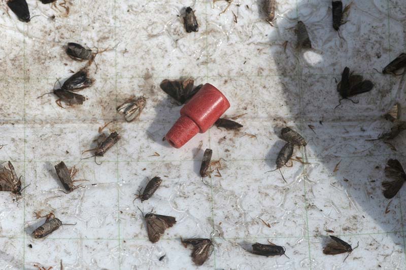 Крупный план мотыльков, пойманных в ловушку на липкой поверхности с приманкой в ​​центре, как часть комплексной стратегии борьбы с вредителями.