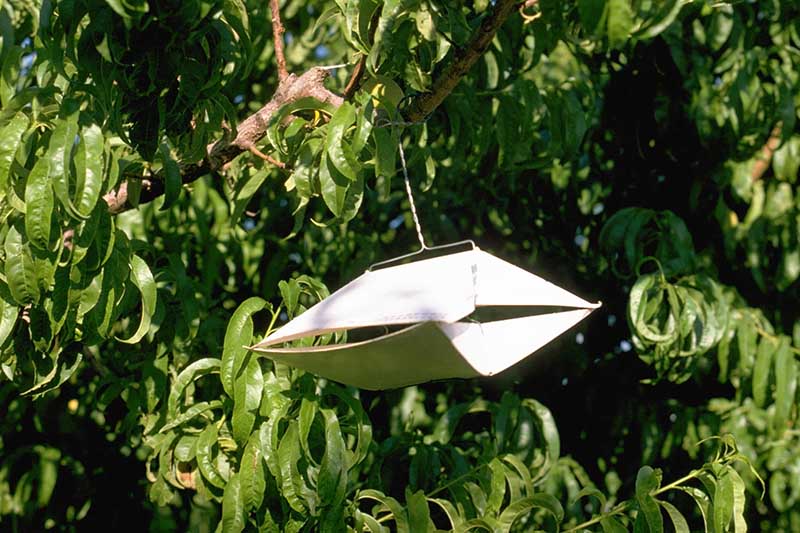 Крупный план ловушки для насекомых, свисающей с дерева при ярком солнечном свете на фоне мягкого фокуса.