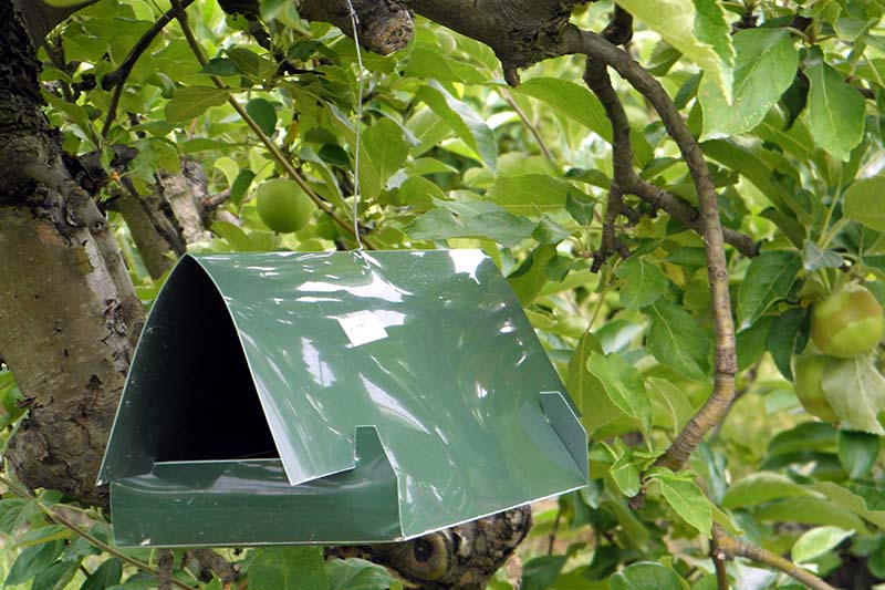 Крупный план зеленой пластиковой ловушки для насекомых, свисающей с дерева в лучах солнечного света на мягком фоне.