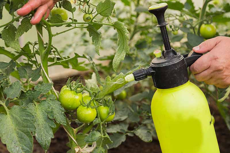 Крупный план руки справа от кадра, держащей желтую бутылку с распылителем и опрыскивающей томатные растения органическими удобрениями на фоне мягкого фокуса.