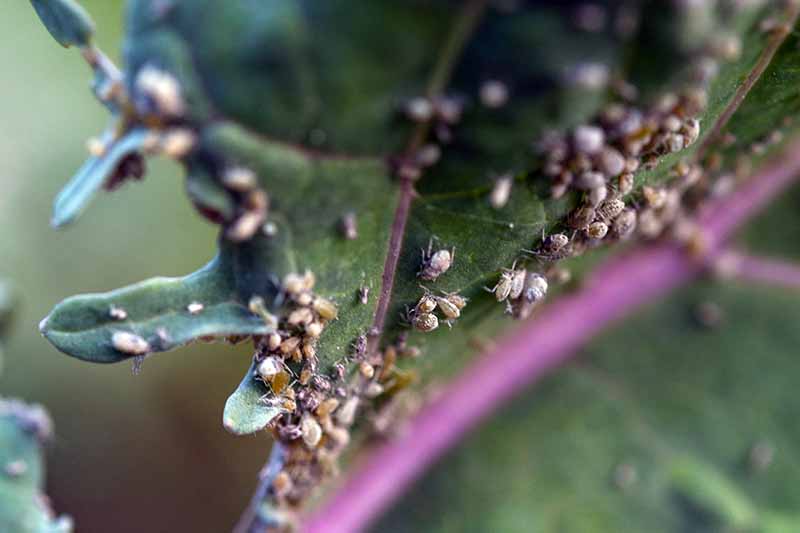 Крупный план фиолетового стебля капусты с темно-зеленым листом, покрытым скоплениями насекомых.  Они окружают стебель, а на листе видны явные признаки повреждения.  Фон мягкий фокус.