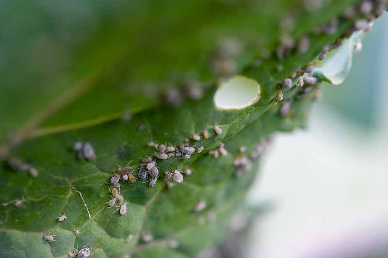 Крупный план белой тли на листе Brassica oleracea.  Крошечные жучки собраны в скопления, лист имеет дырки и повреждения.  Фон мягкий фокус.