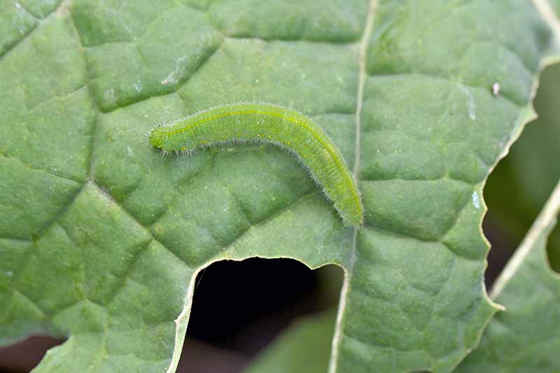 Крупный план зеленой, слегка пушистой гусеницы на зеленом листе.  Вокруг него отверстия в листе и участки повреждения.