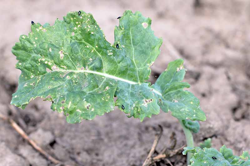 Крупный план зеленого листа Brassica oleracea, покрытого отверстиями с зазубренными и съеденными краями листа.  На нем повсюду маленькие черные жуки, ответственные за ущерб.  Фоном является почва в мягком фокусе.