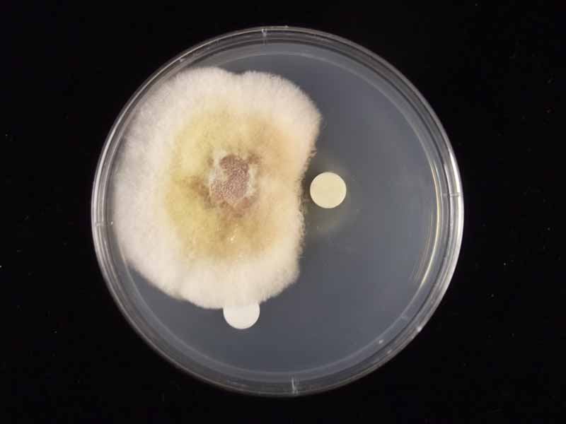 Вид сверху вниз на Bacillus amyloliquefaciens, растущий в чашке Петри на черном фоне.