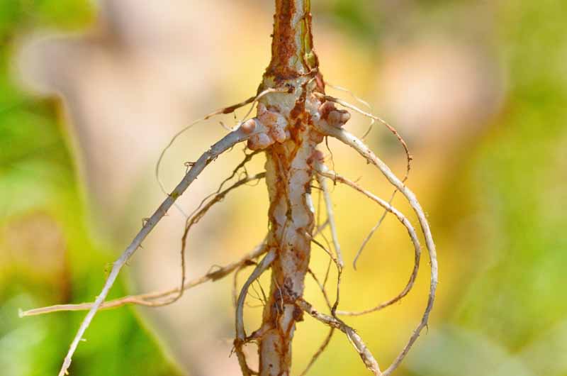 Ризобактерии, стимулирующие рост растений, растут в клубеньках на корне гороха.